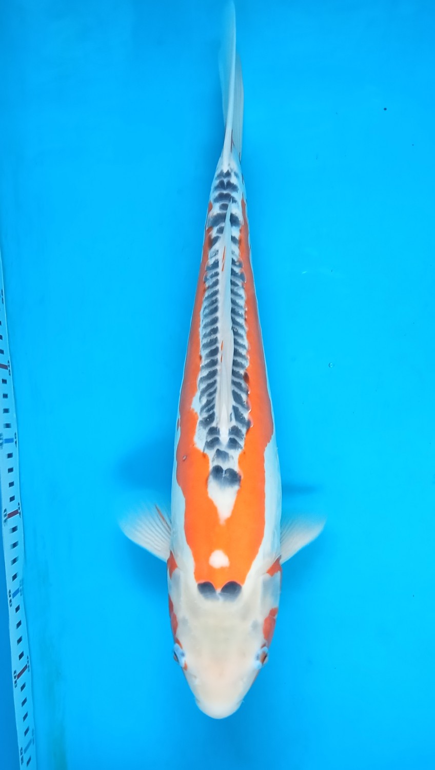 Juara 2