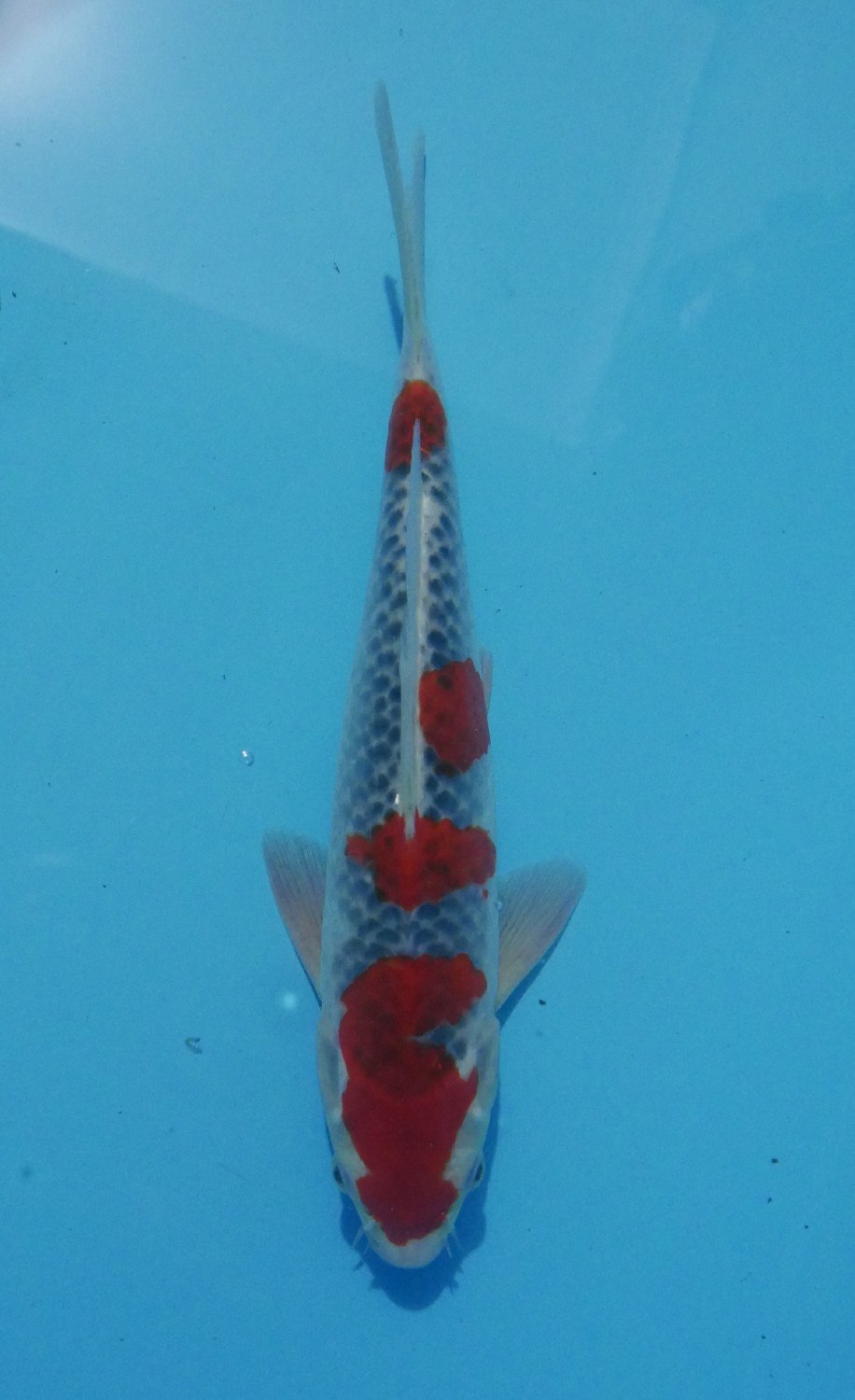 Juara 5