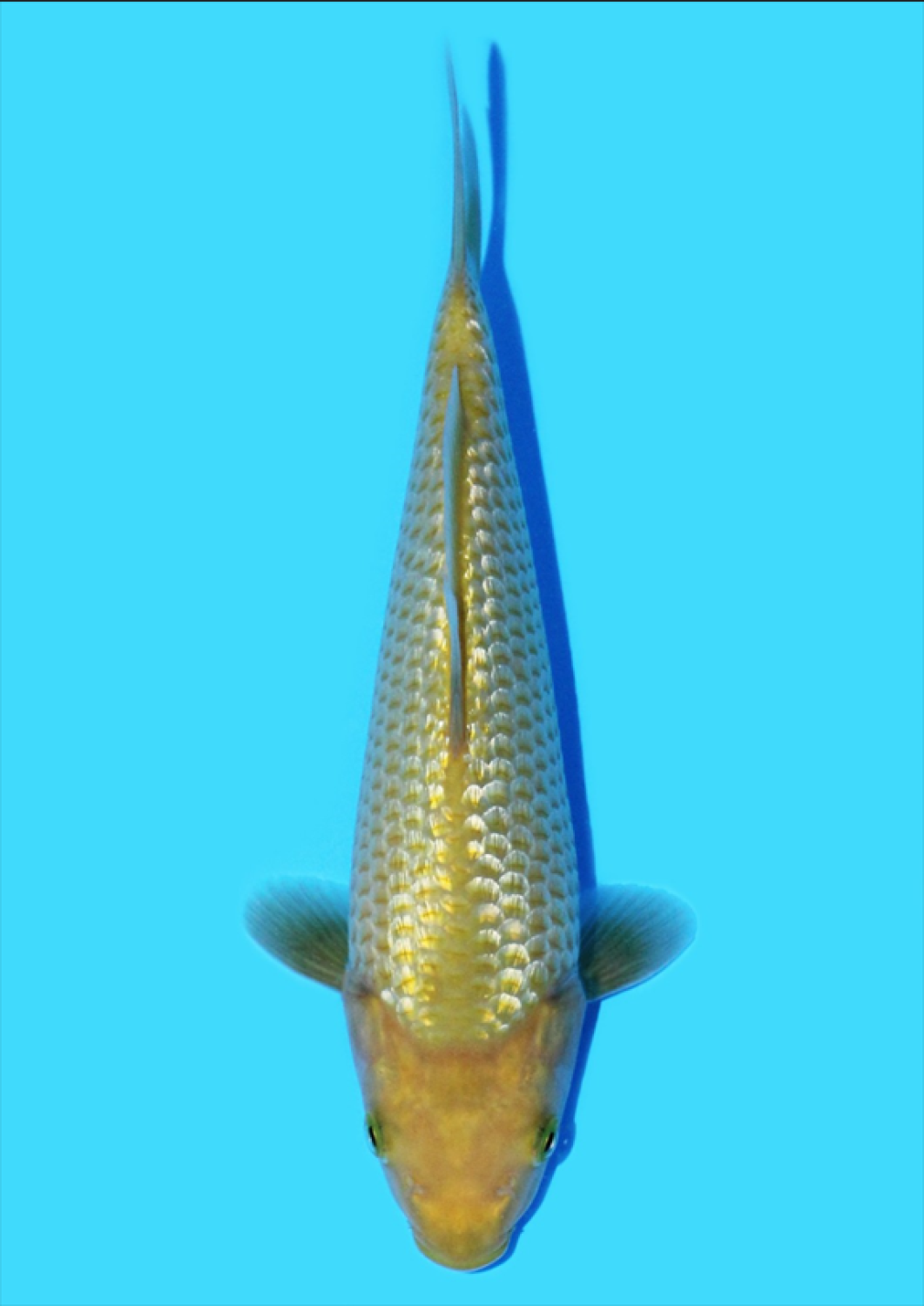 Juara 5