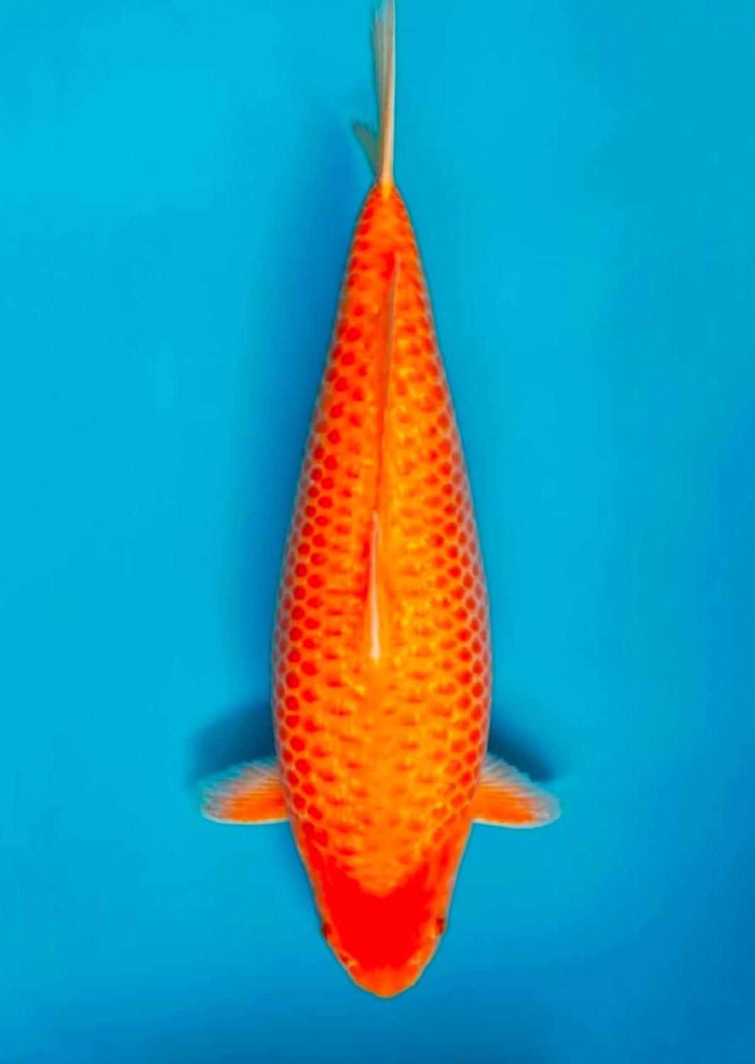 Juara 1