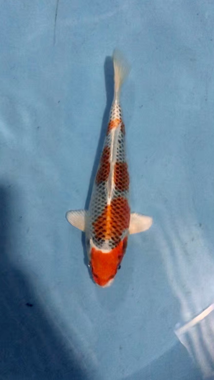 Juara 4