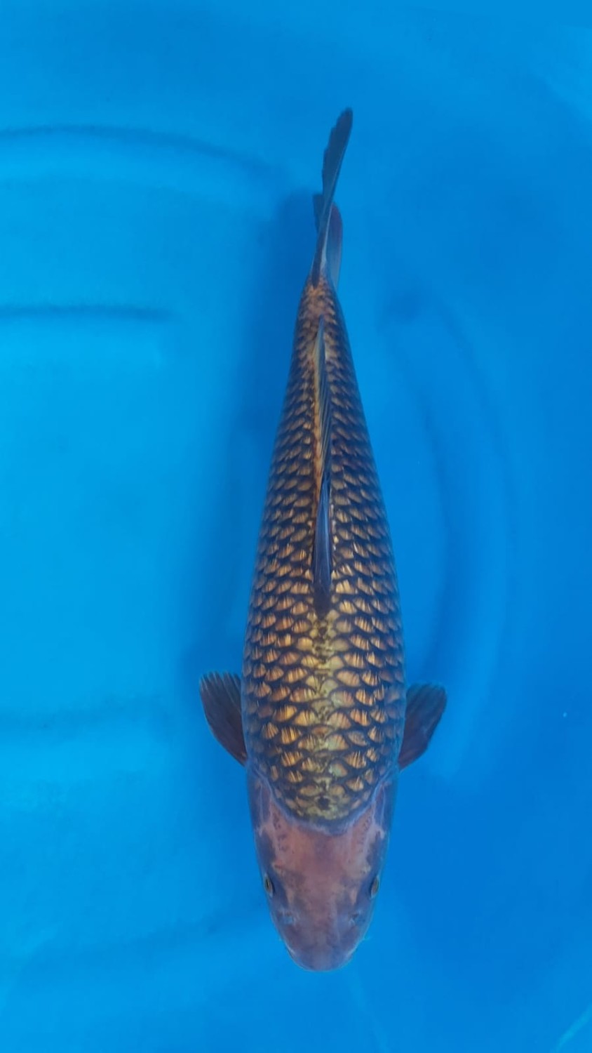 Juara 4