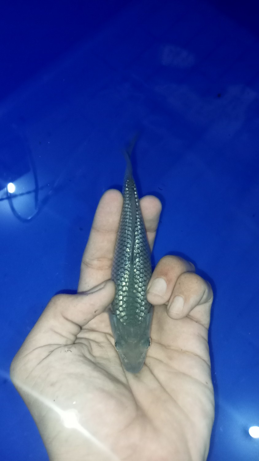 Juara 3
