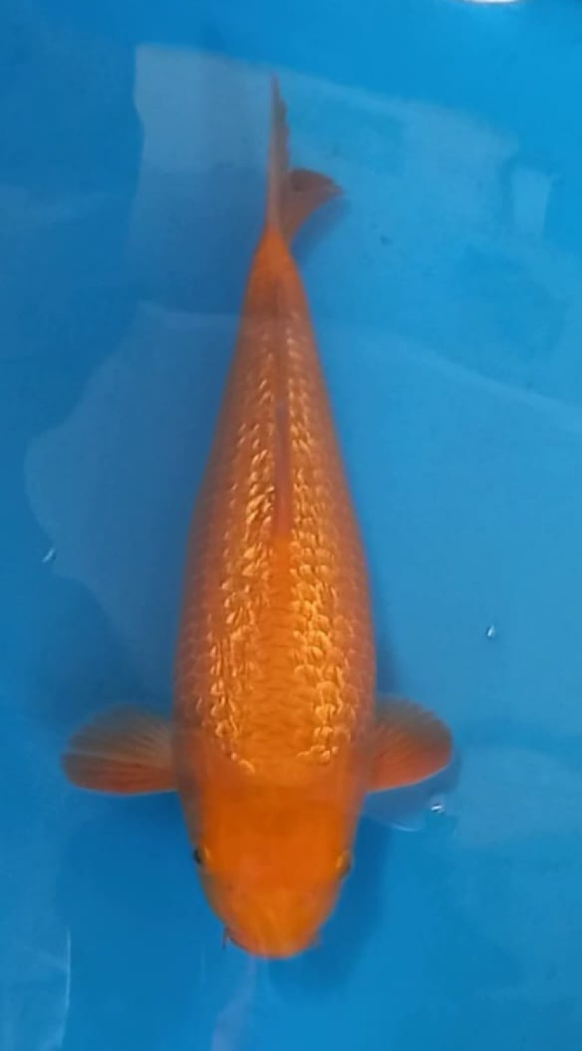 Juara 5