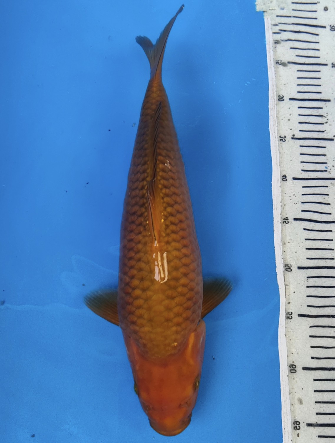 Juara 1