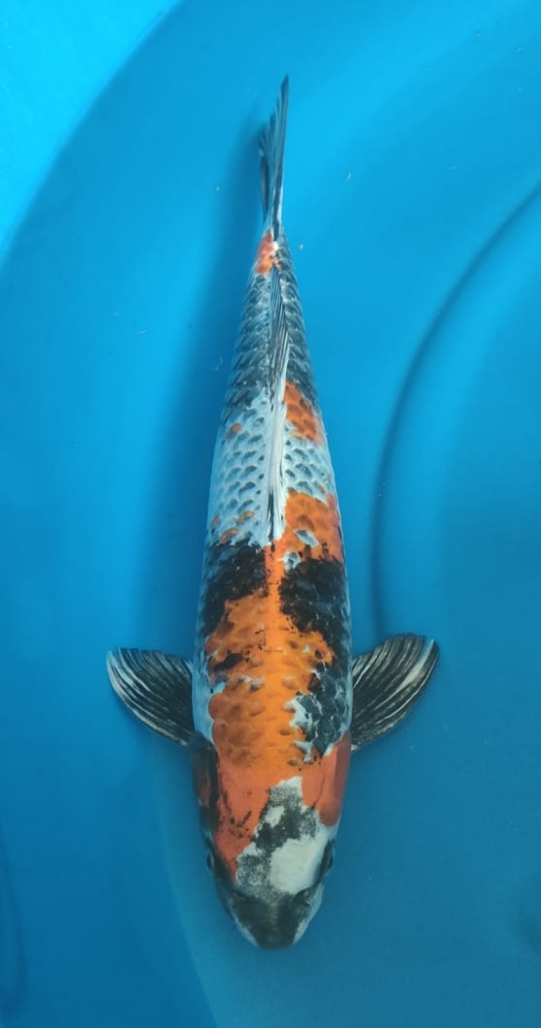 Juara 1