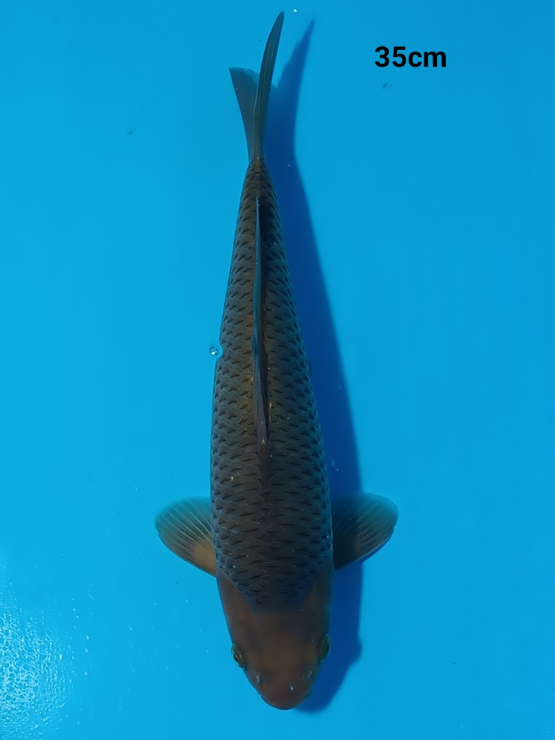 Juara 2