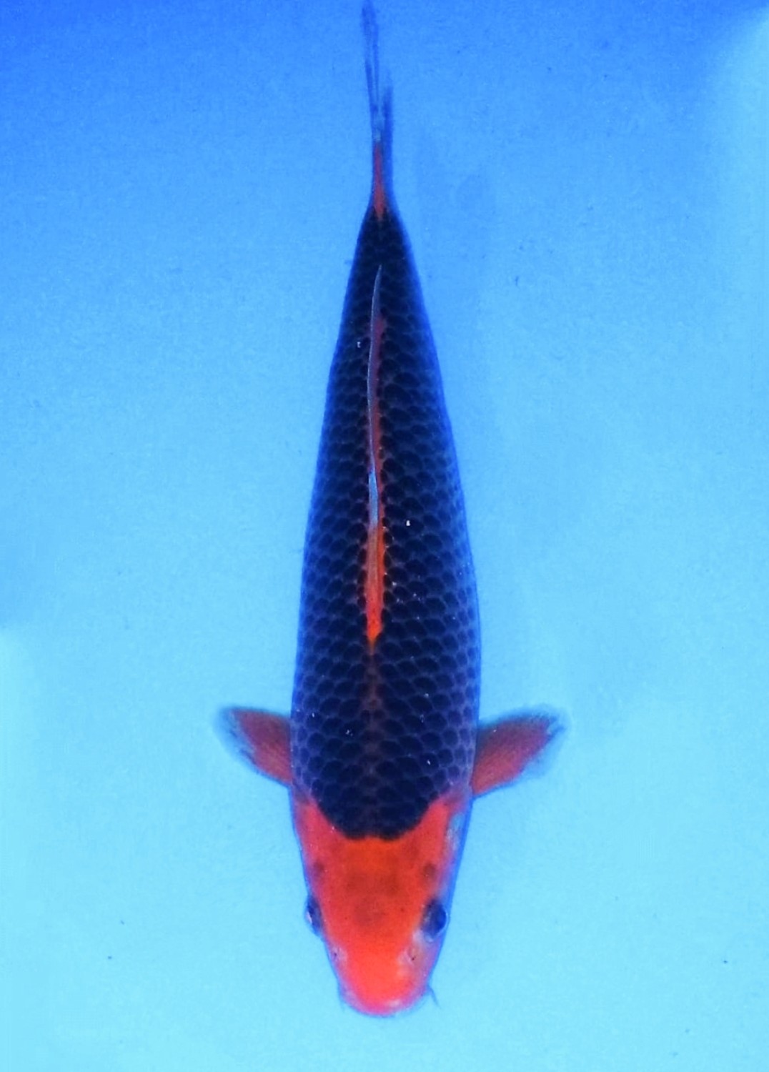 Juara 5