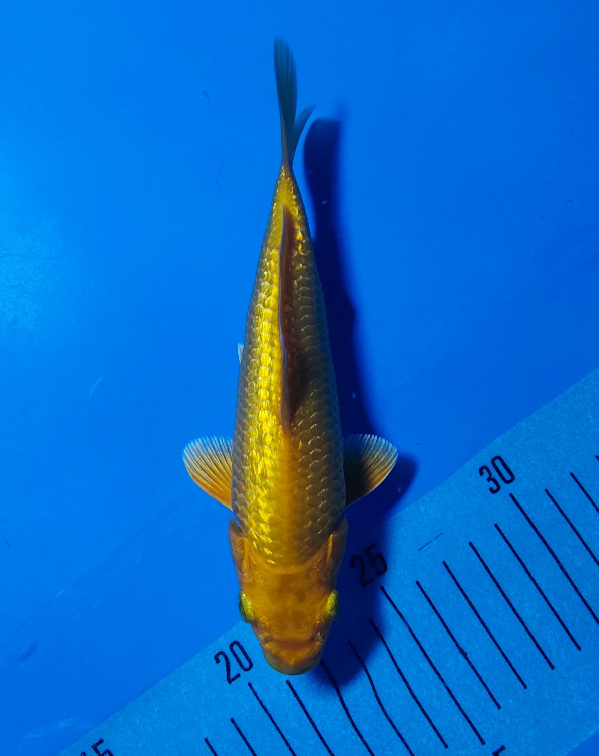 Juara 1