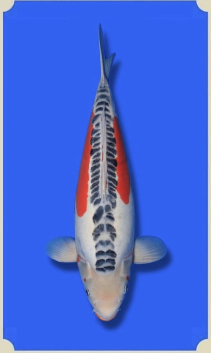 Best In Size D 51-55 Cm