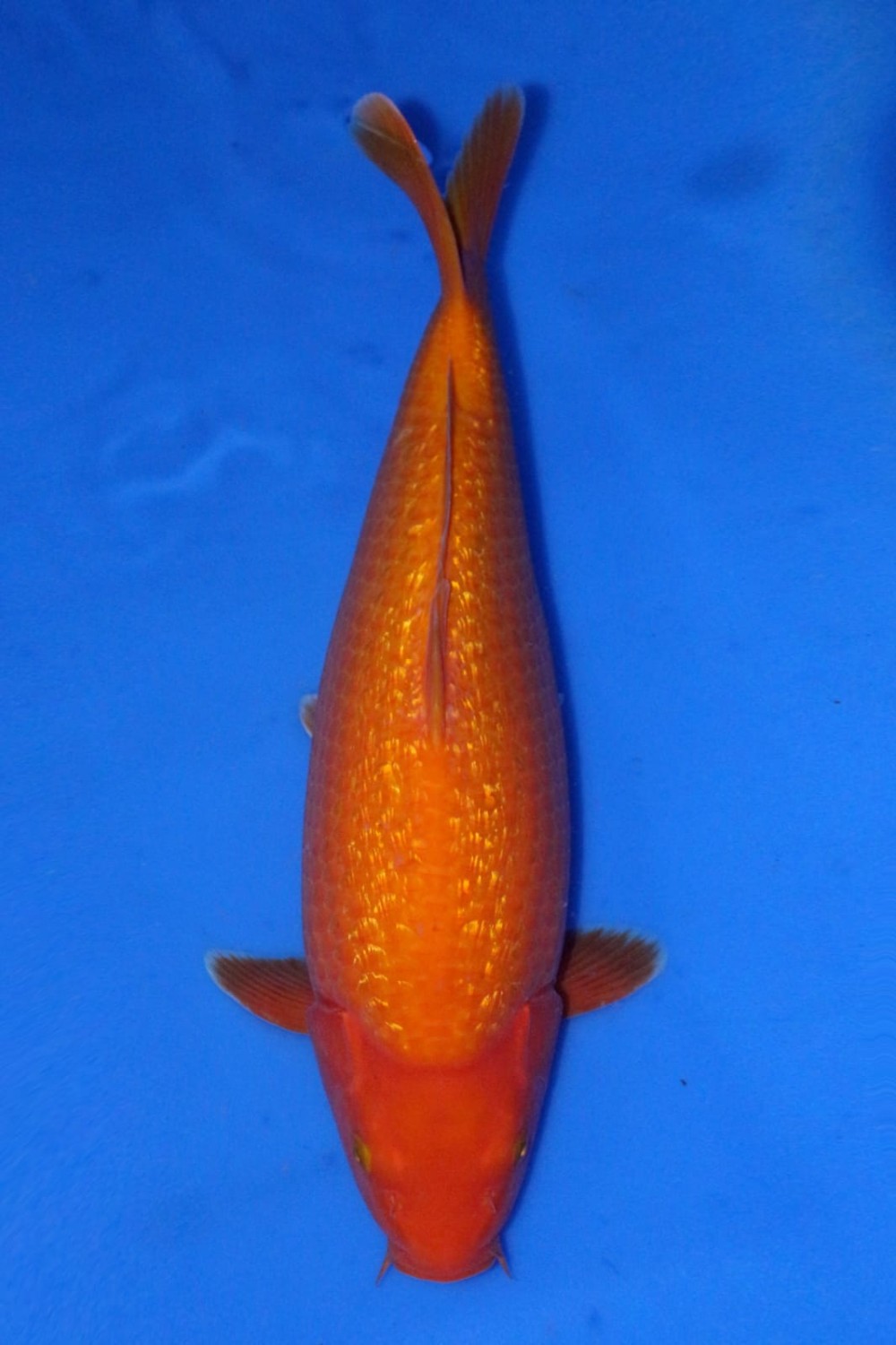 Juara 4