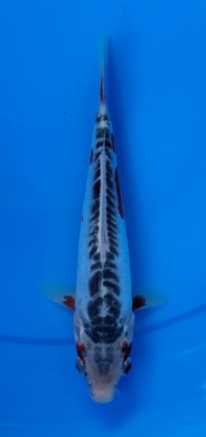 Juara 2