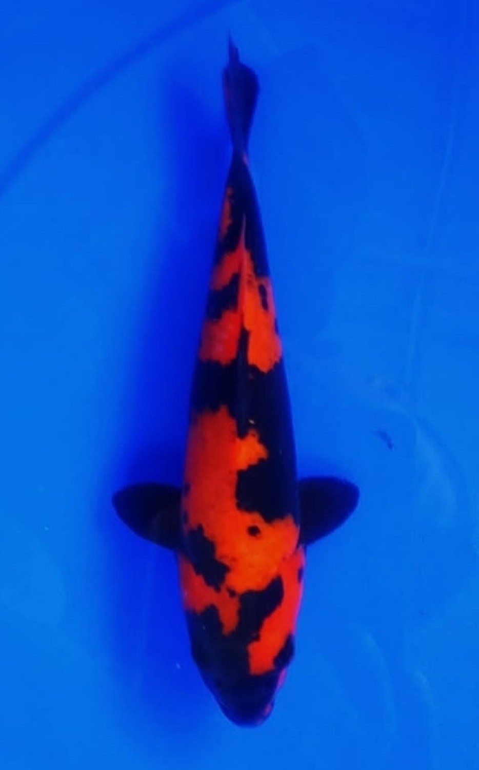Best In Size D 16-20 Cm