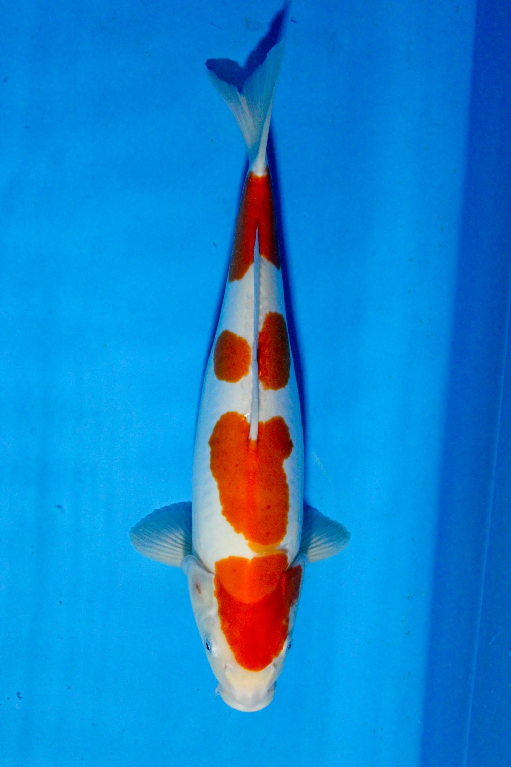 Juara 5