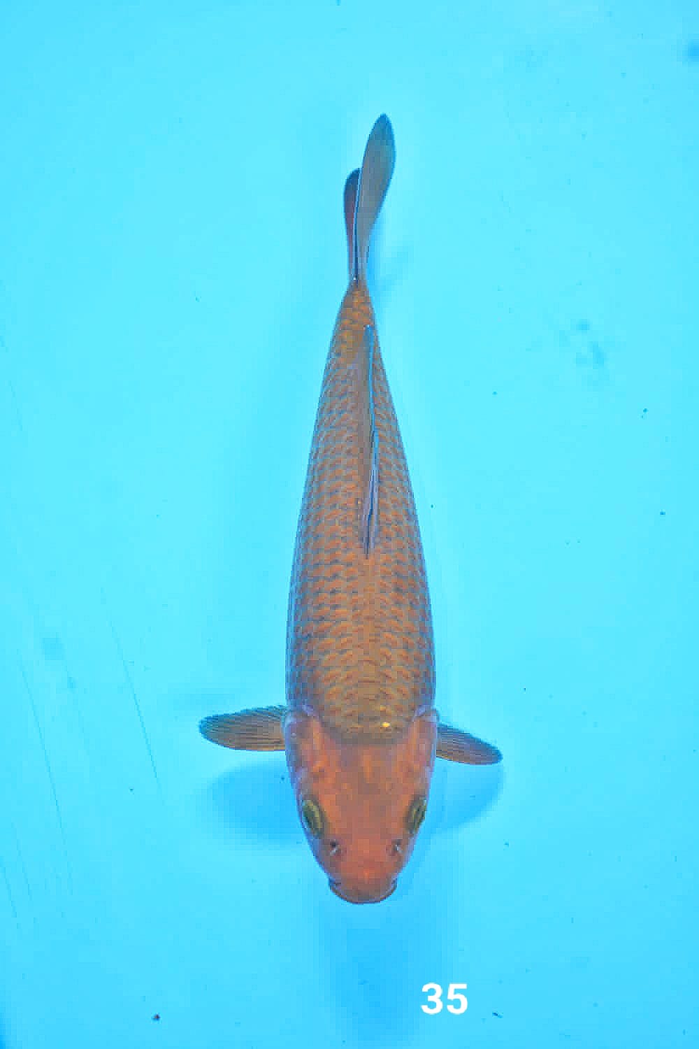 Juara 1