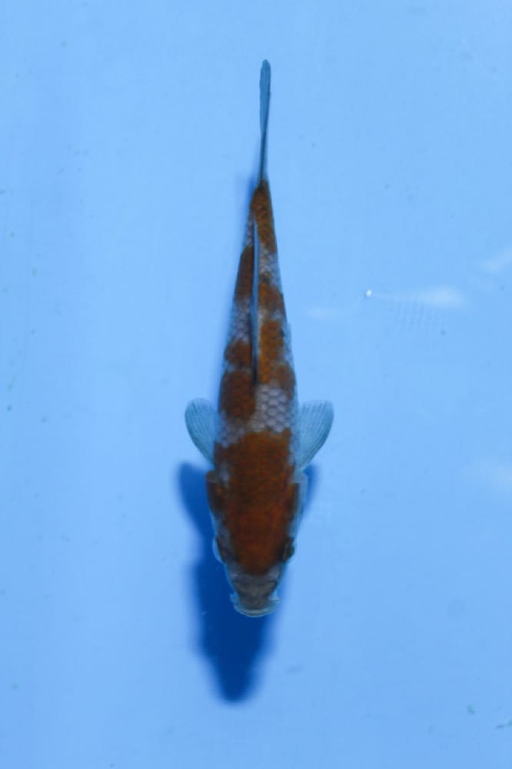 Juara 3