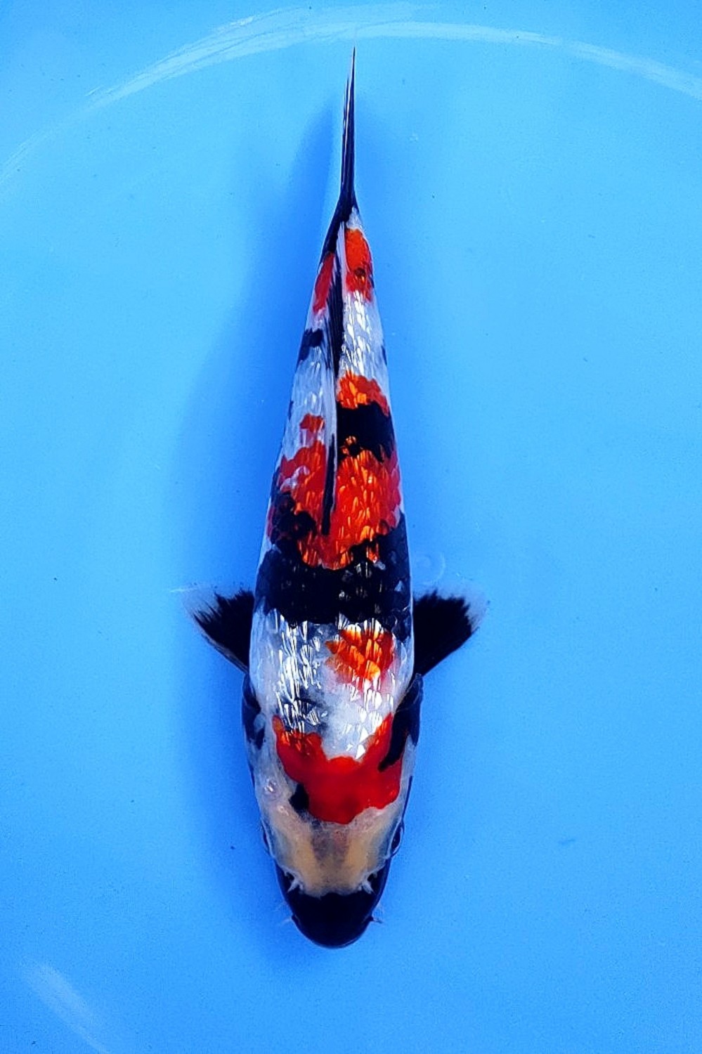 Best In Size B 16-20 Cm