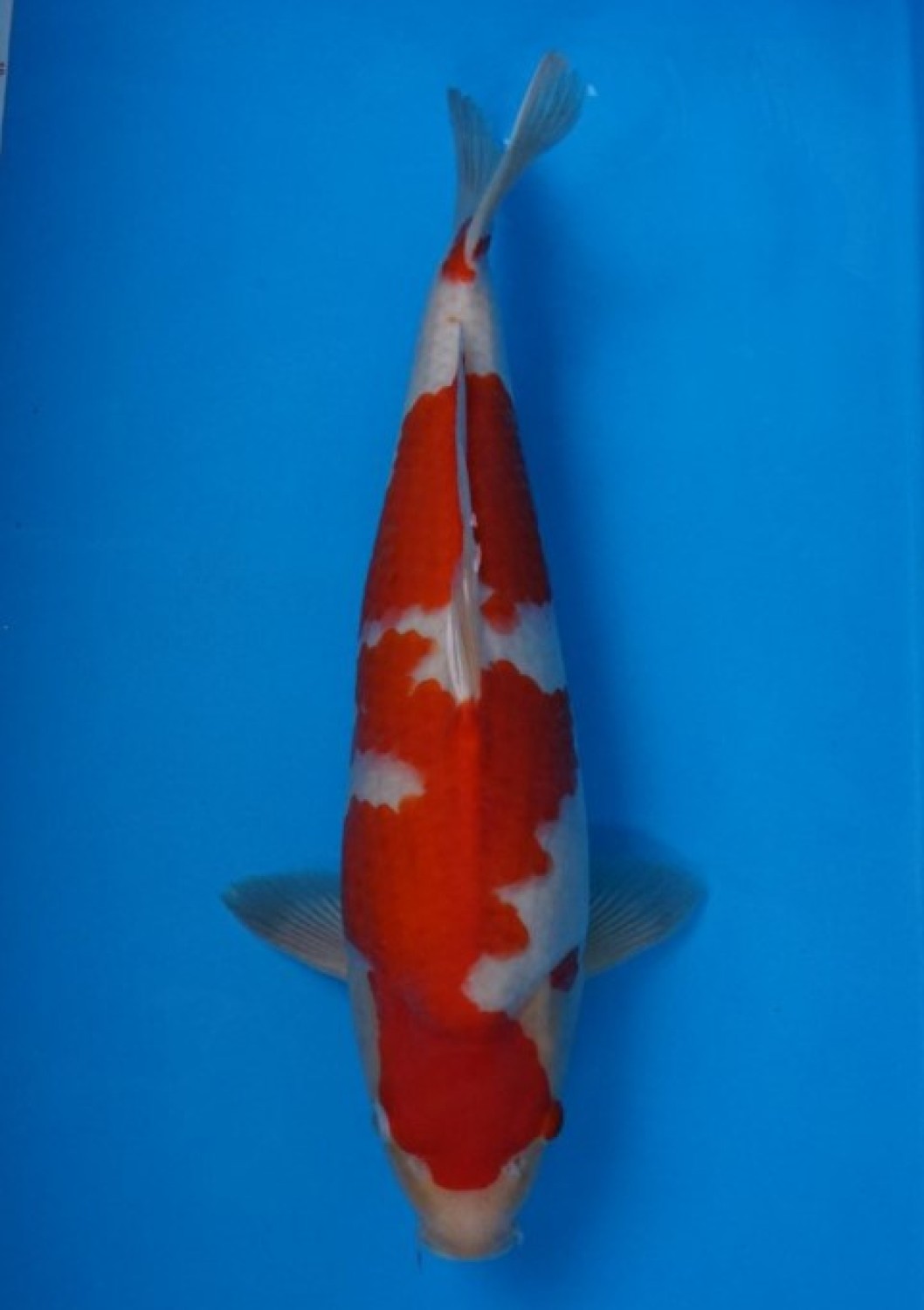 Juara 1