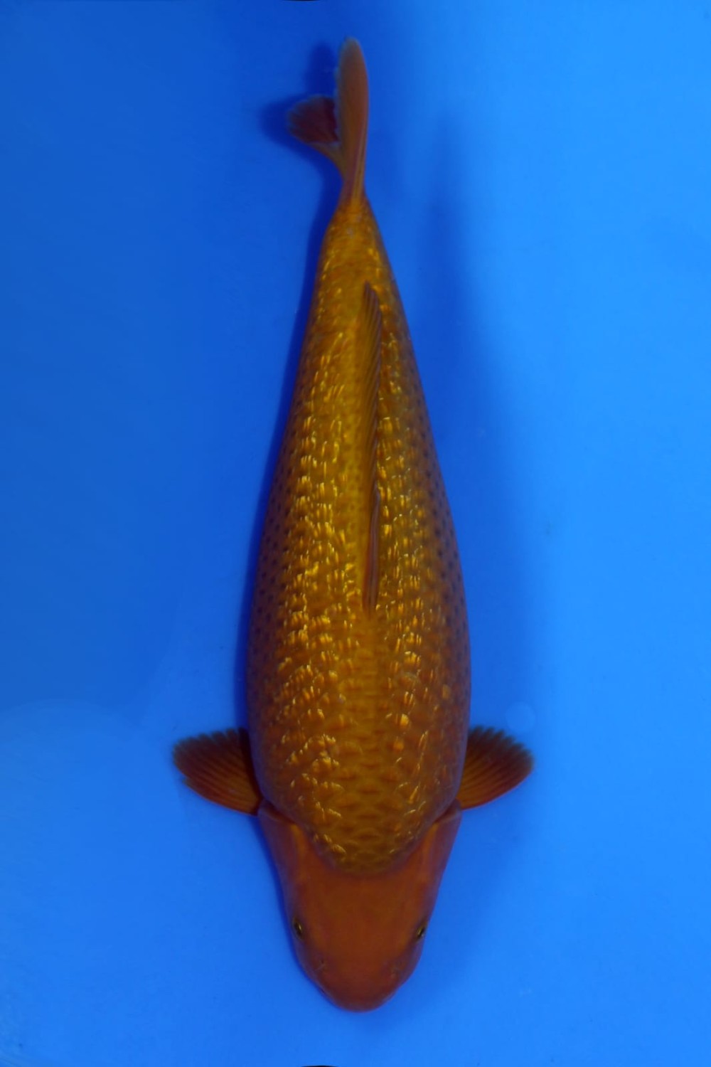 Juara 5