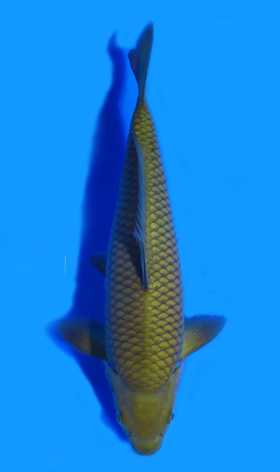 Juara 4