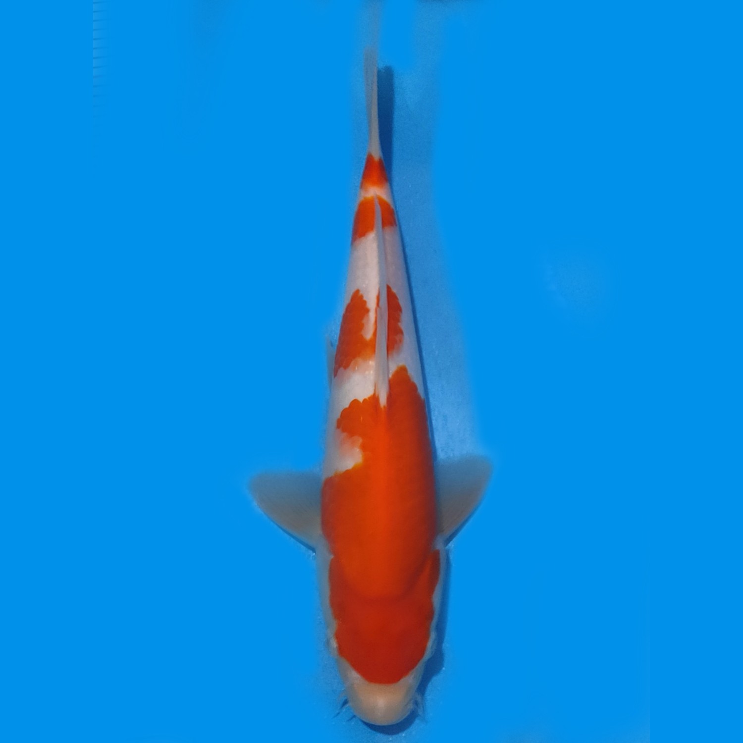 Juara 4
