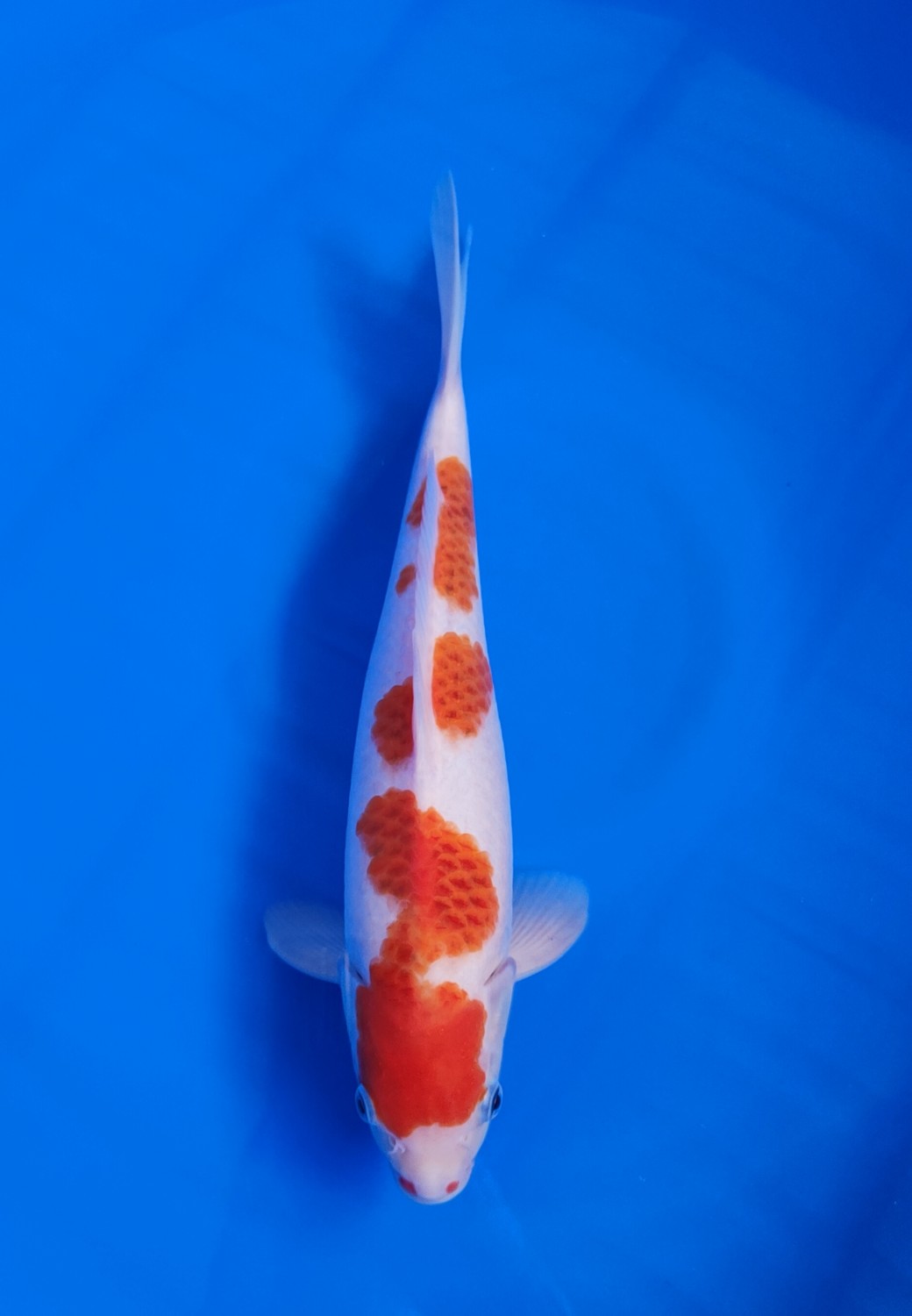Juara 4
