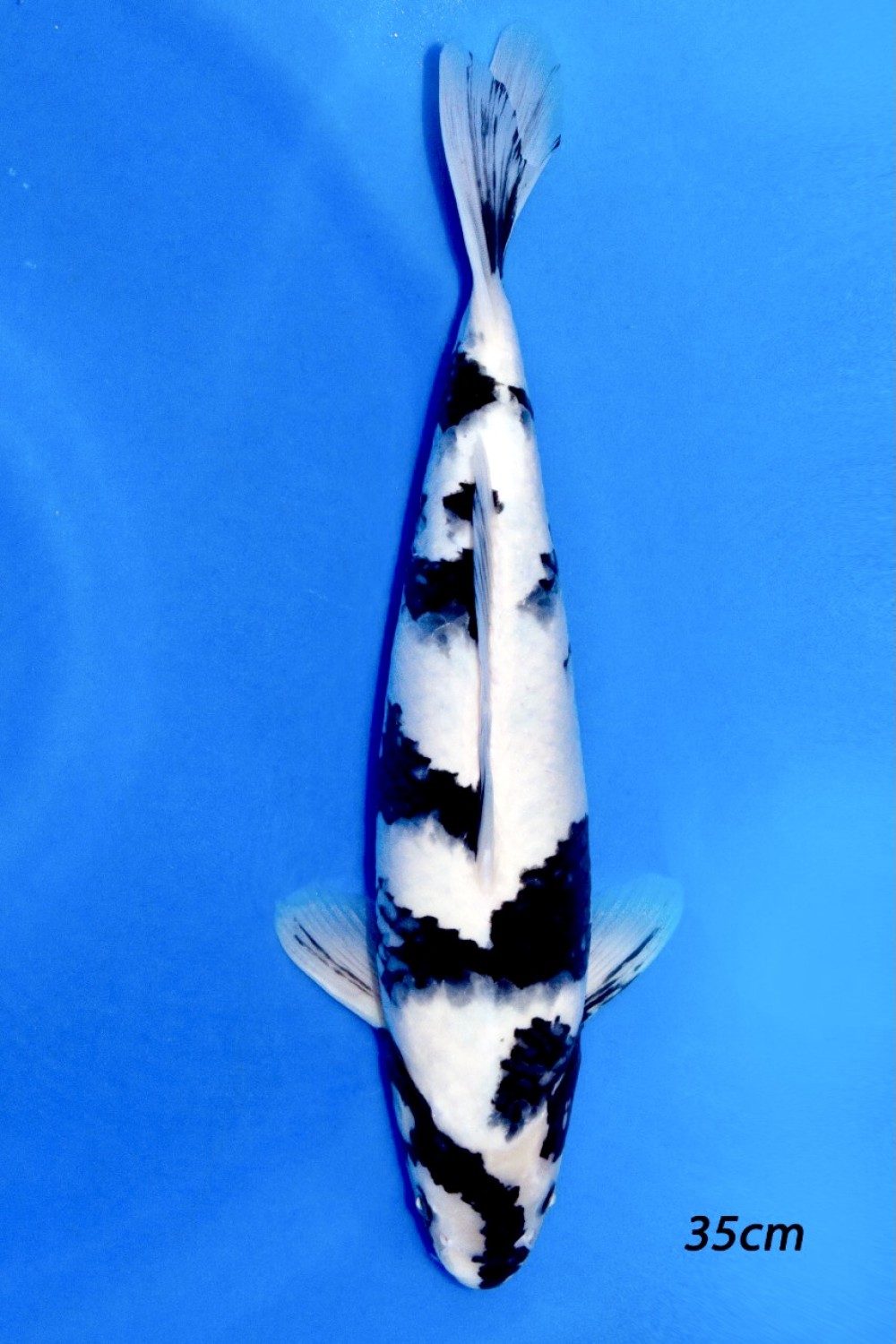 Juara 5