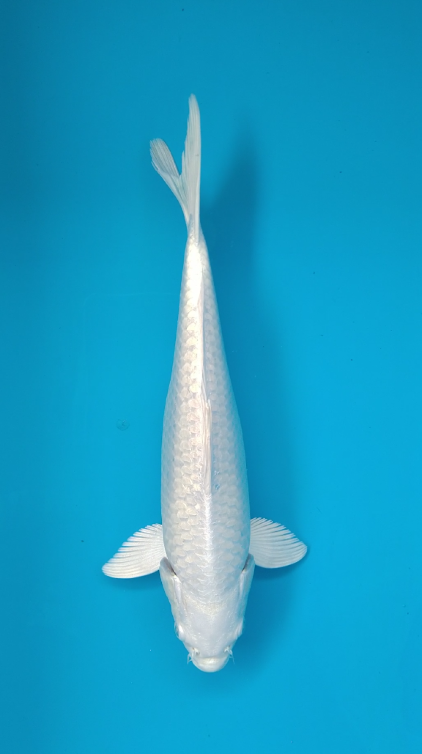 Juara 5