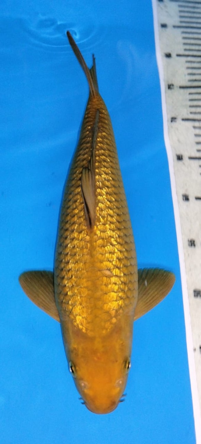 Juara 3