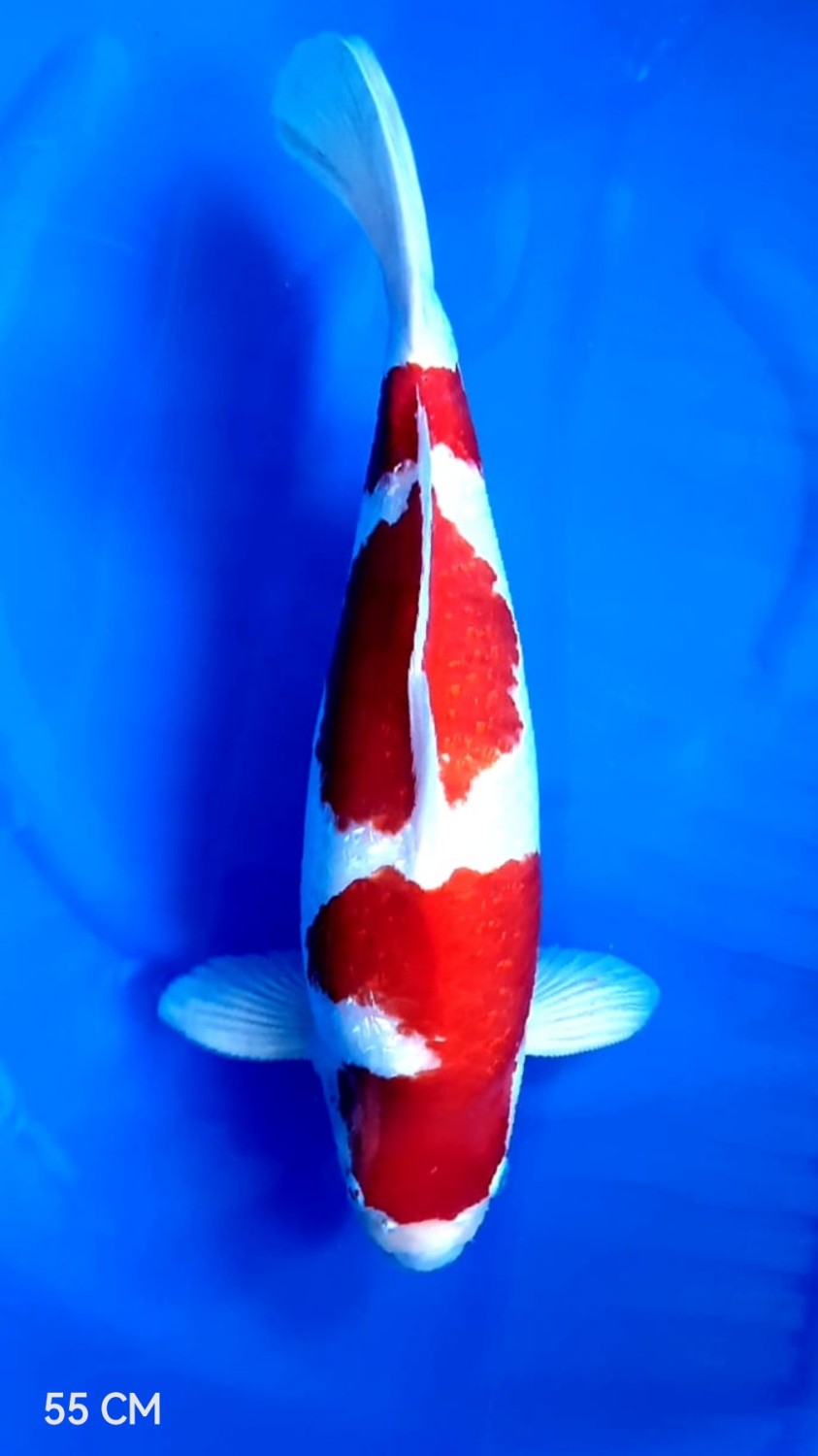 Juara 1