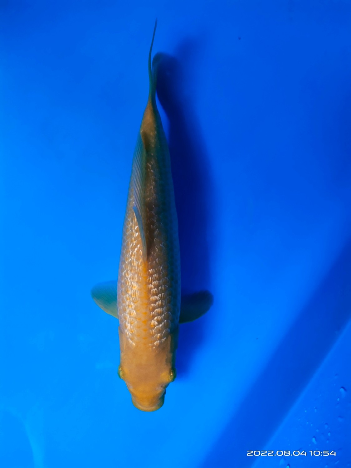 Juara 5