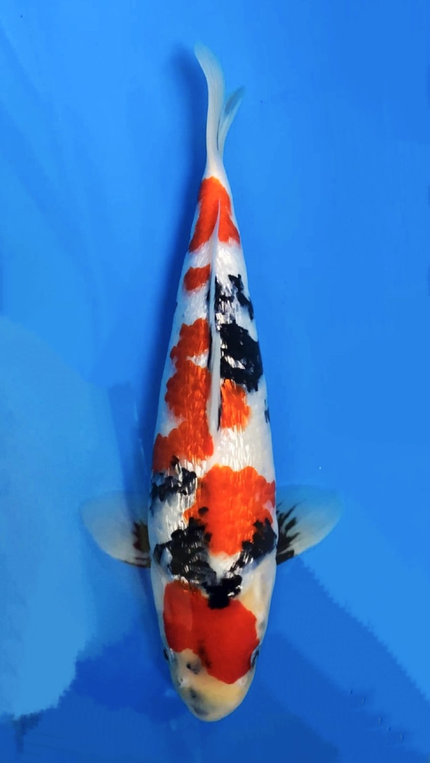Juara 1