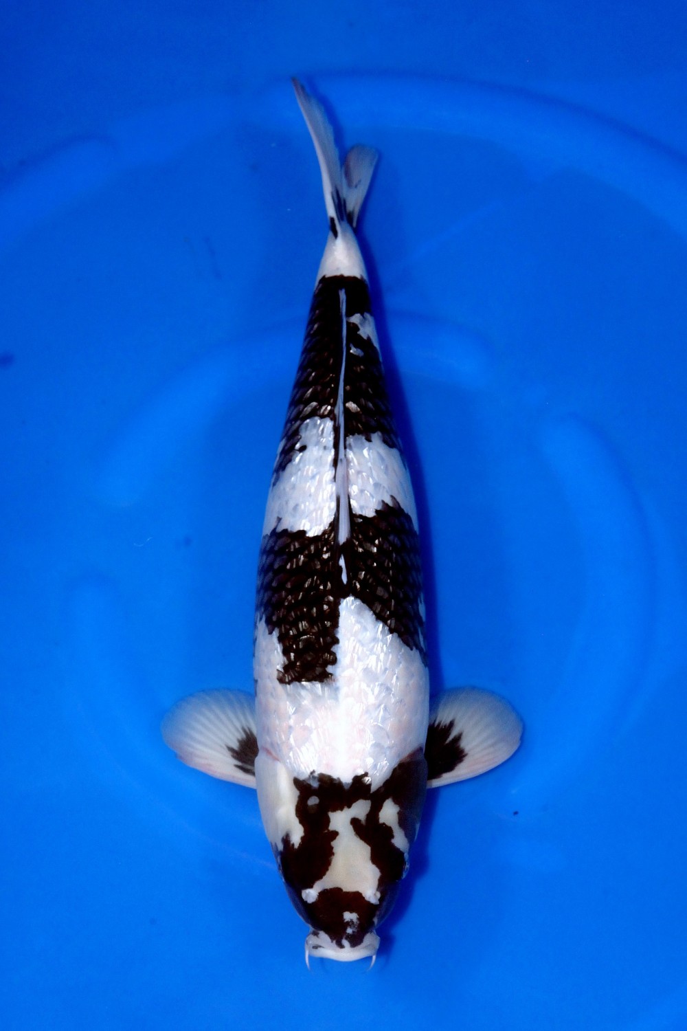 Best In Size C 51-55 Cm