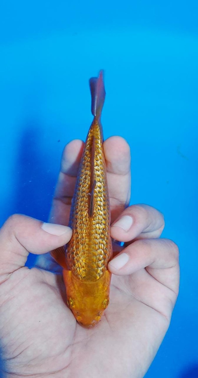Juara 2