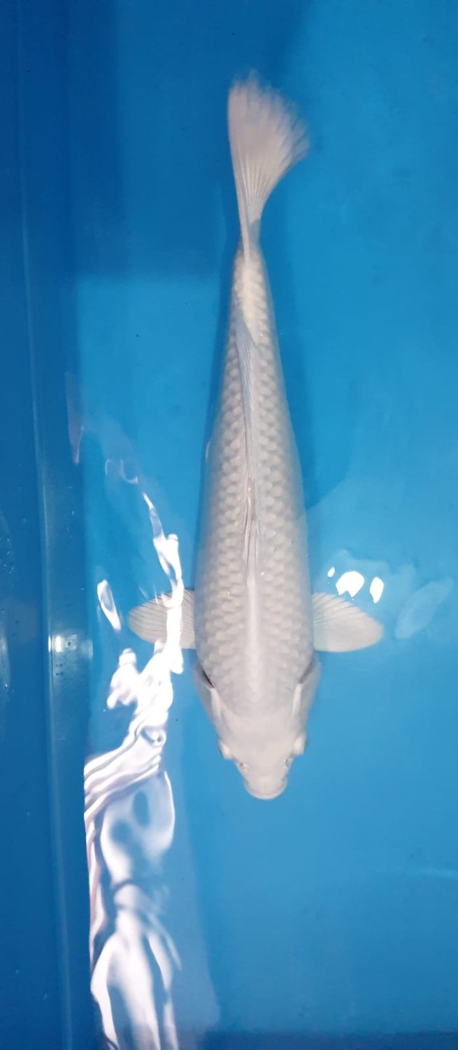 Juara 3