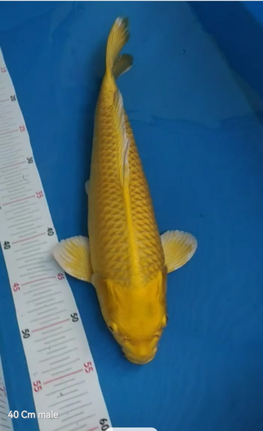 Juara 1