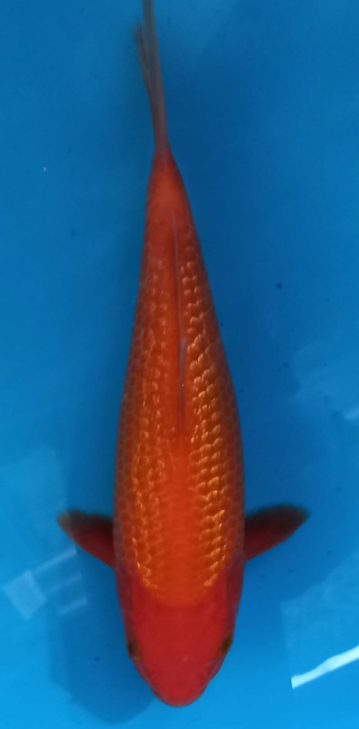 Juara 4