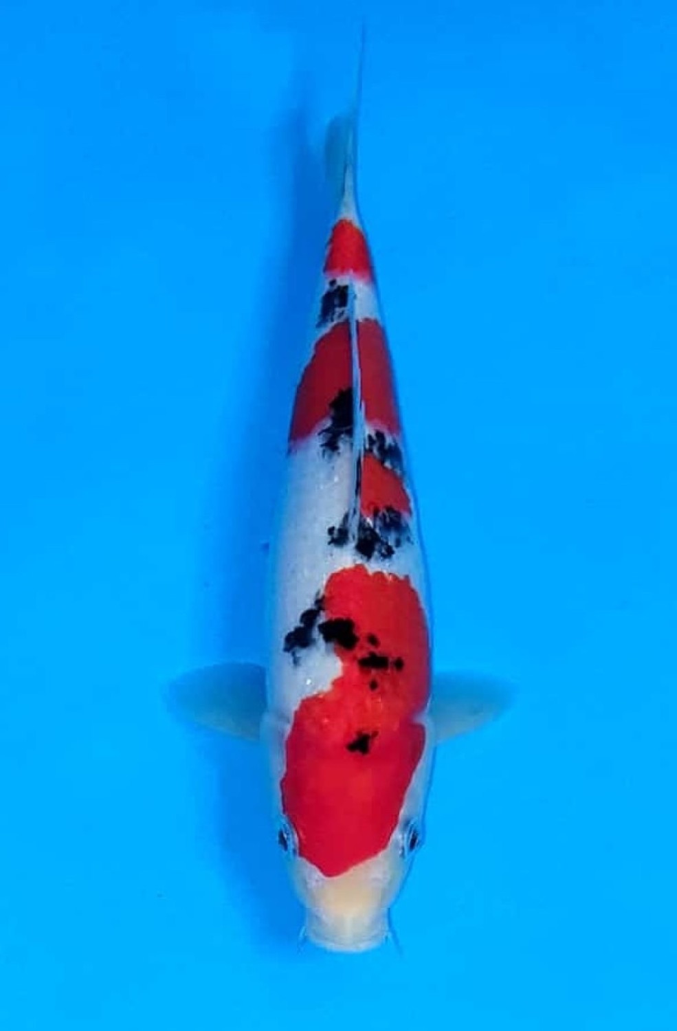 Juara 1