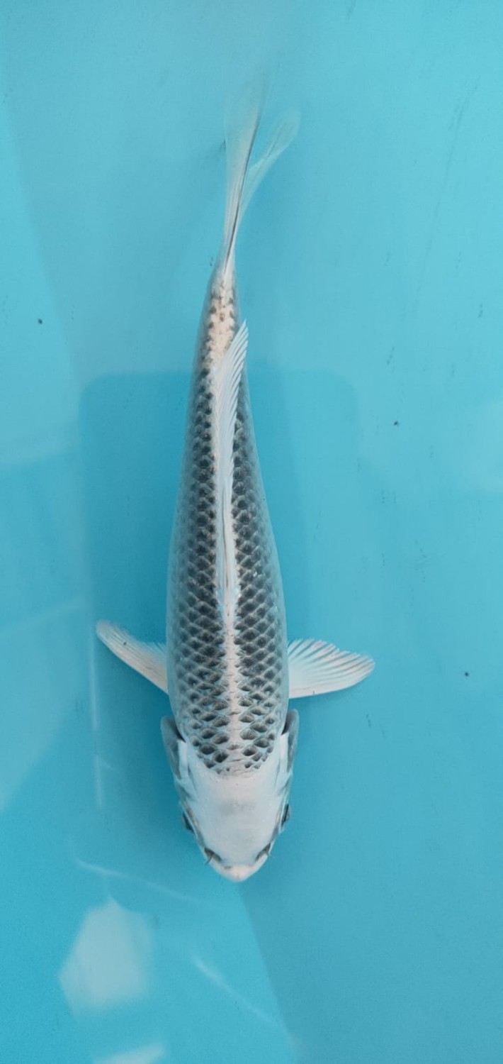 Juara 1