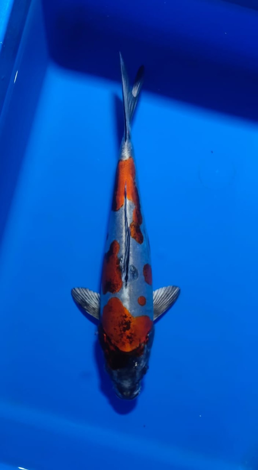 Juara 2