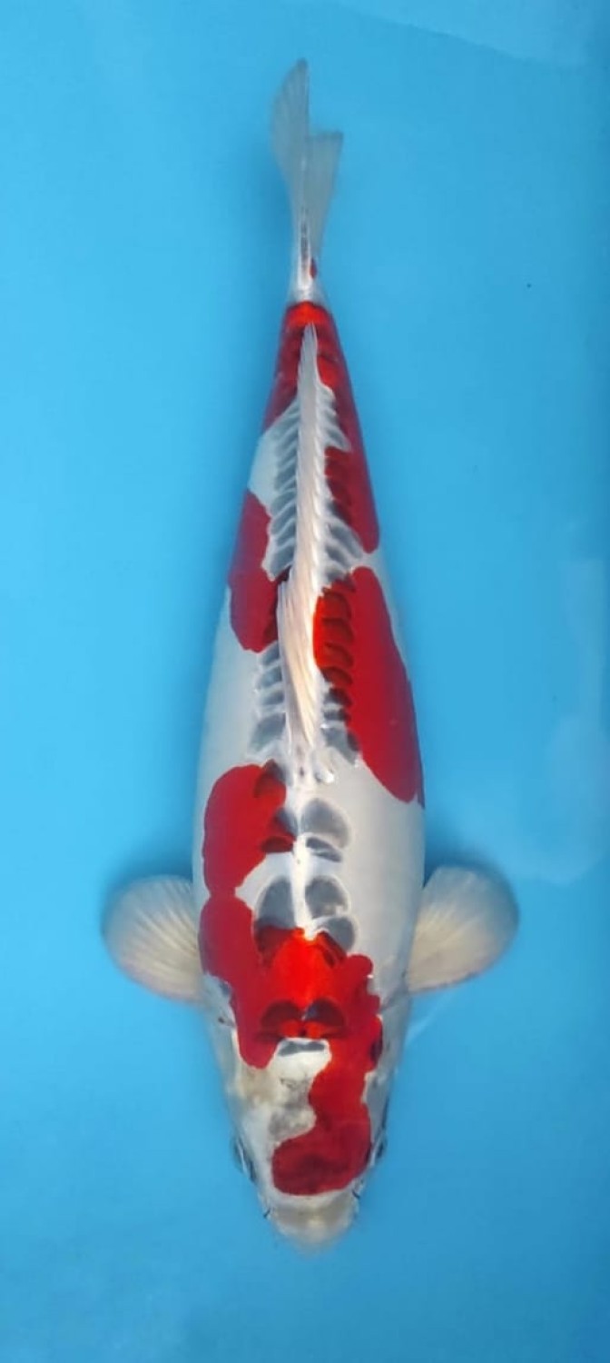 Juara 2