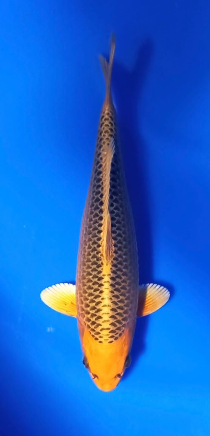Juara 1