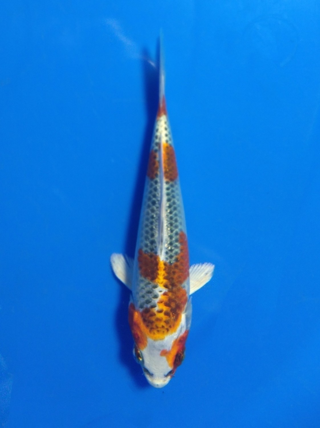 Juara 1