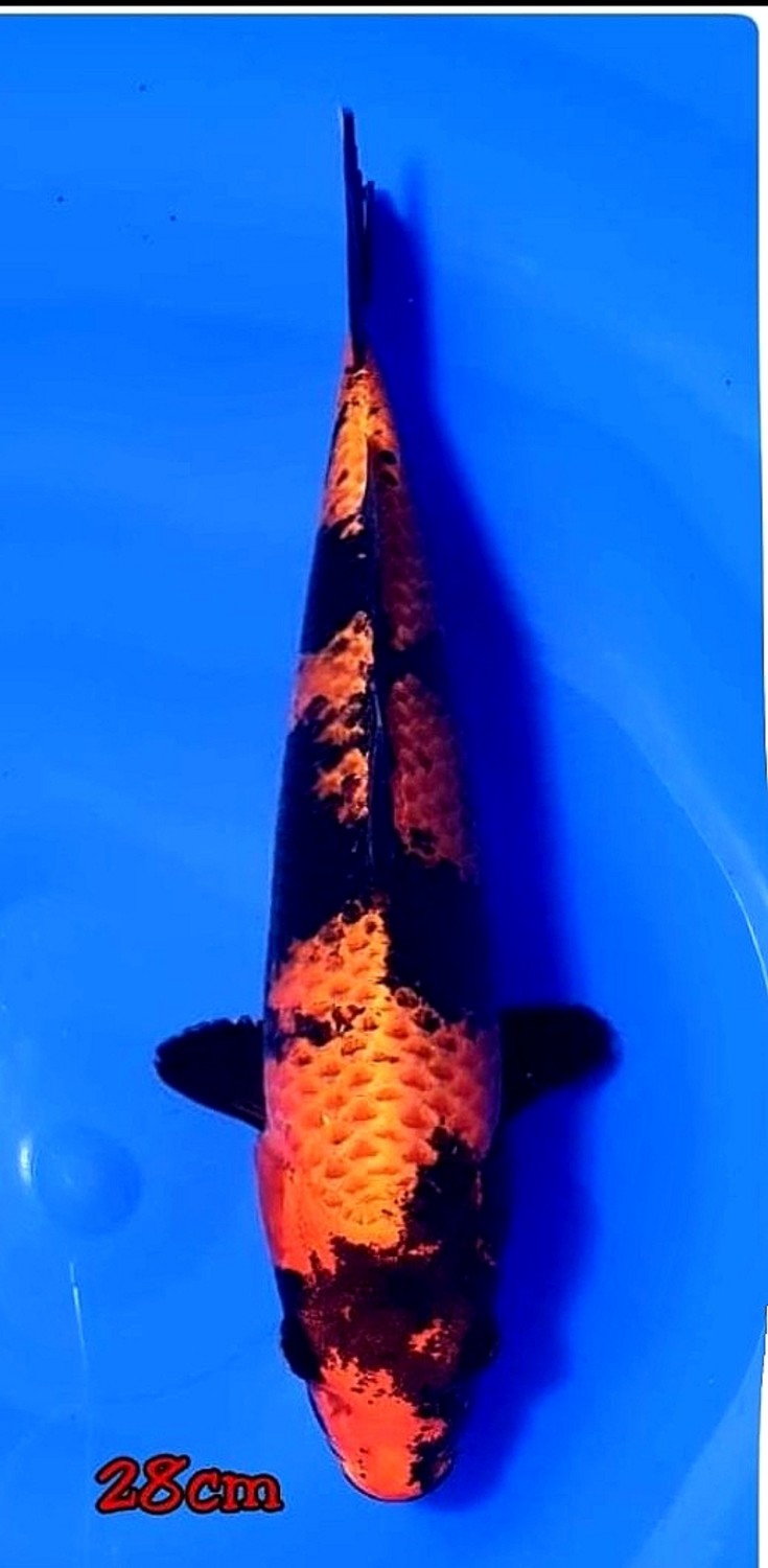 Juara 1