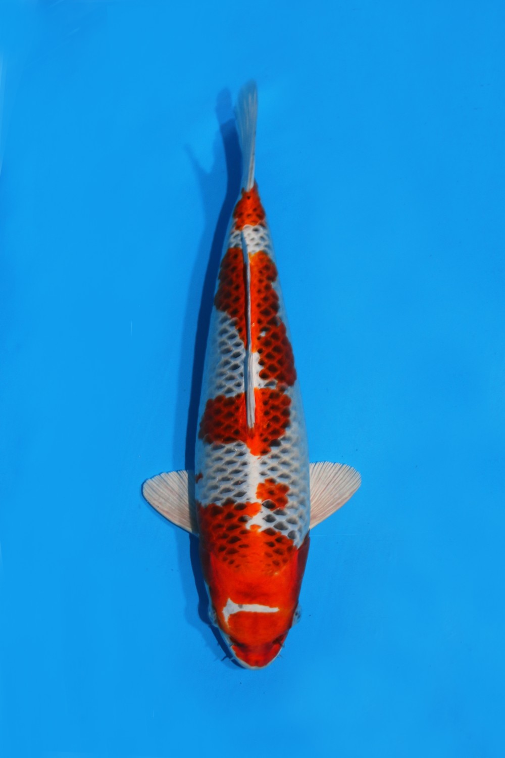Juara 3