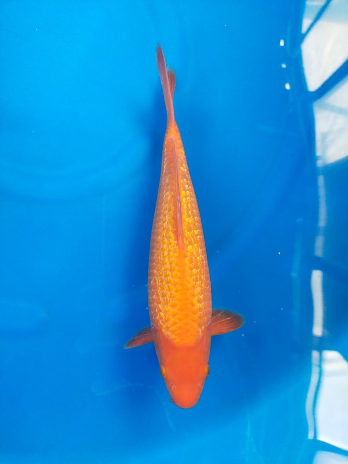 Juara 1