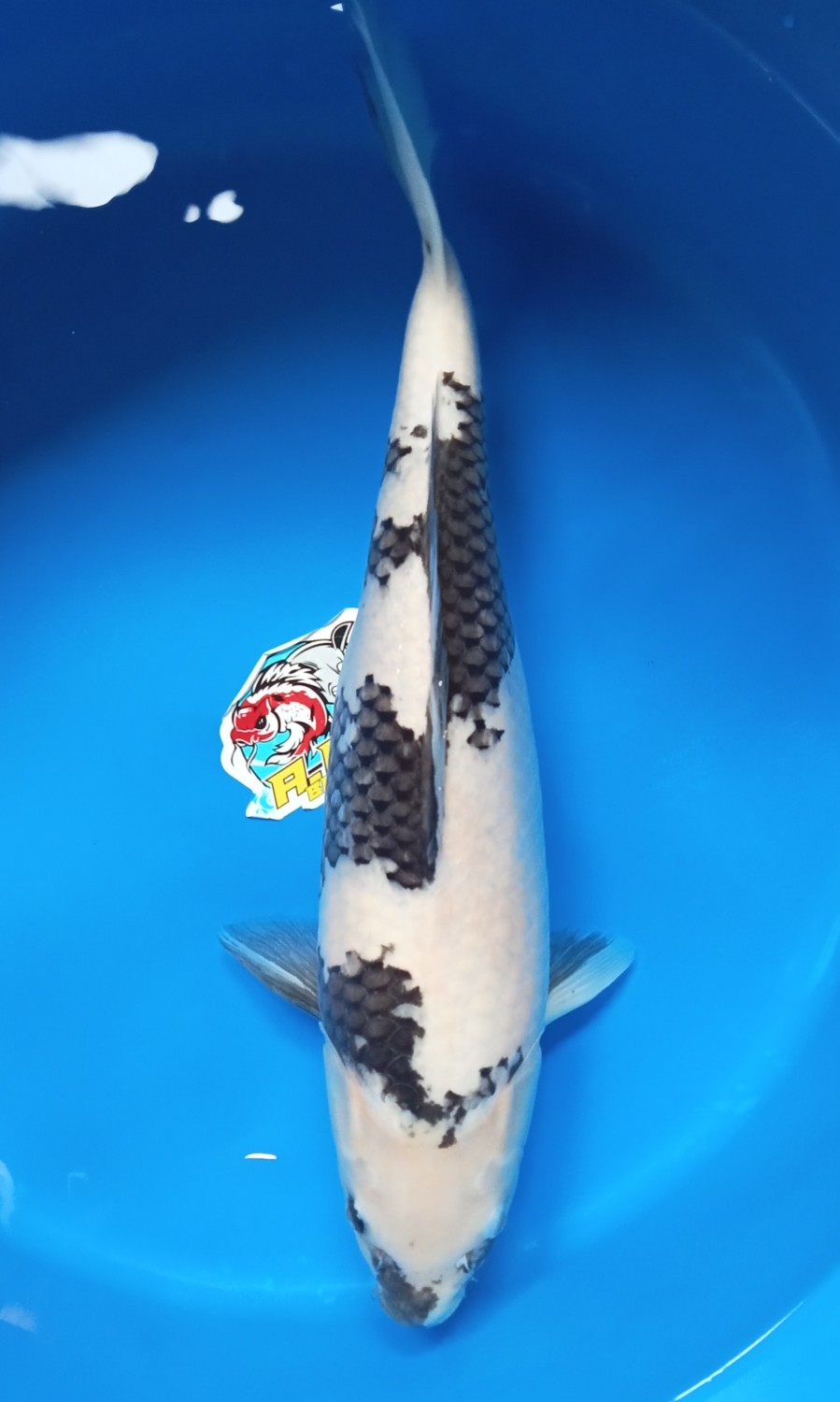 Juara 5