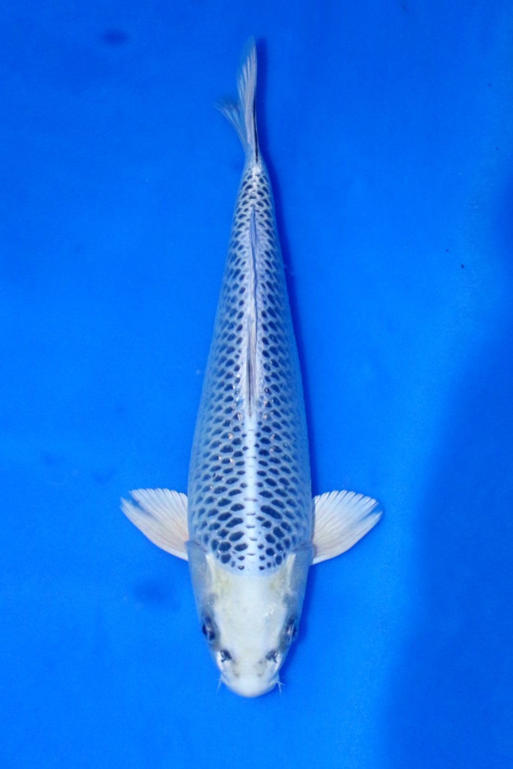 Juara 5