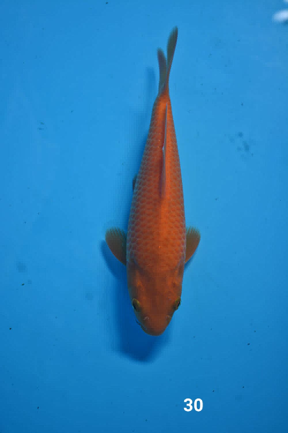 Juara 2