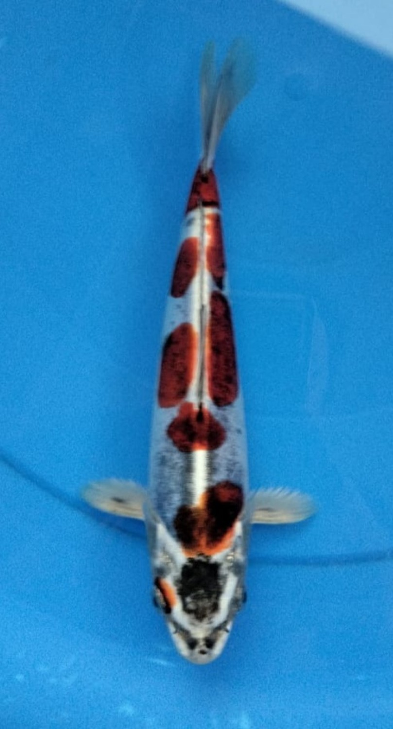 Juara 4